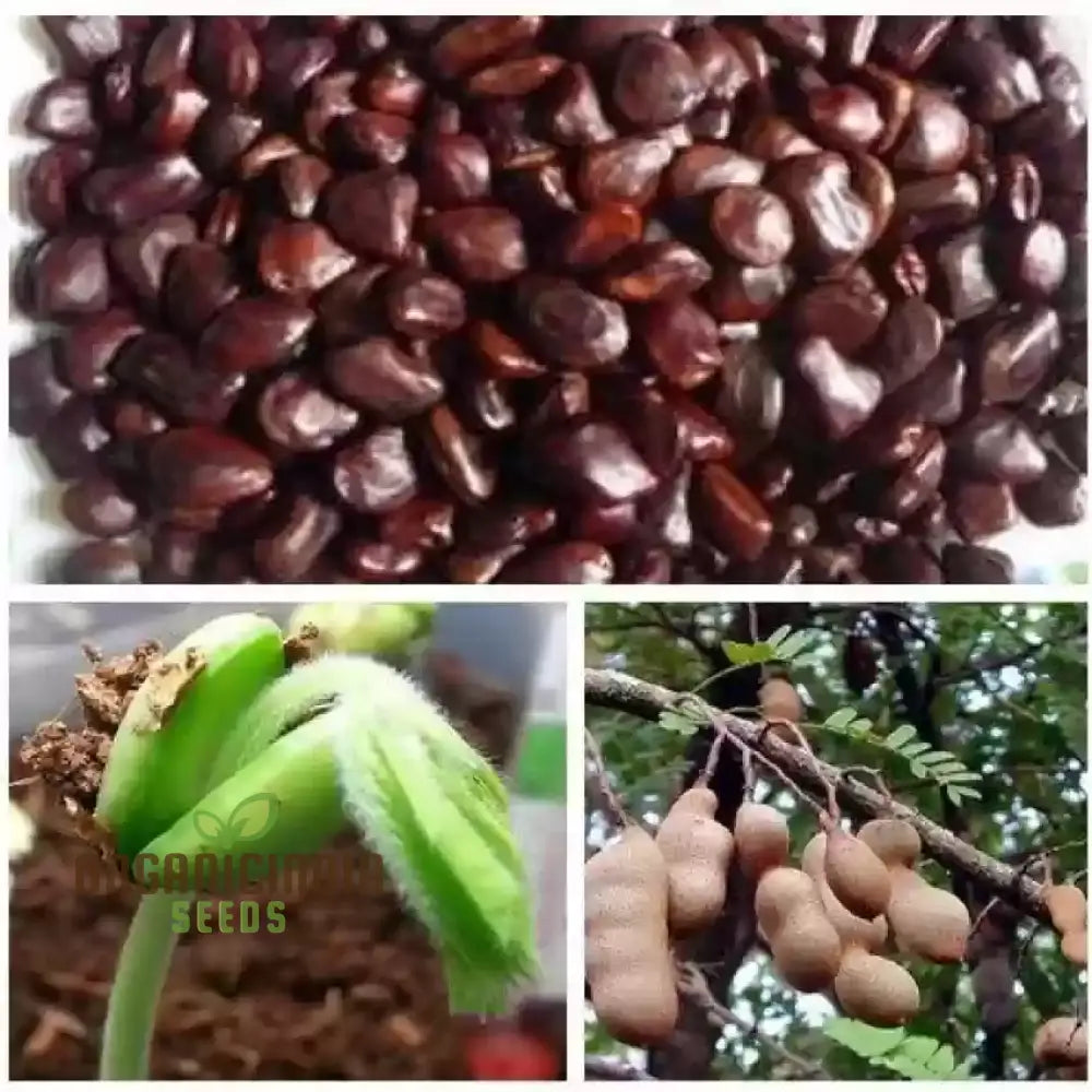 Start Your Orchard Journey With 100 New Fresh Tamarind Tree Seeds - Grow Own Tropical Oasis