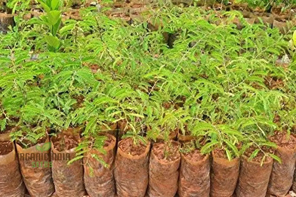 Start Your Orchard Journey With 100 New Fresh Tamarind Tree Seeds - Grow Own Tropical Oasis