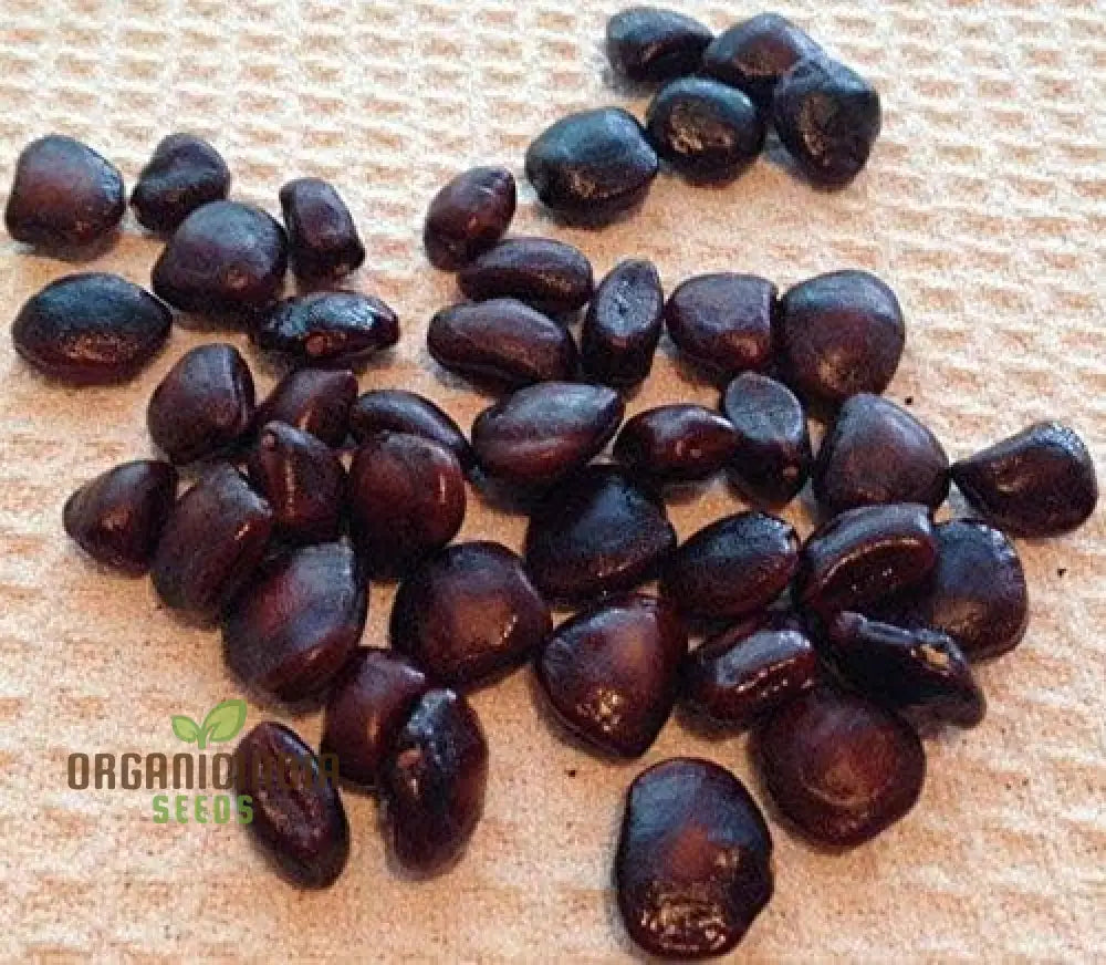 Start Your Orchard Journey With 100 New Fresh Tamarind Tree Seeds - Grow Own Tropical Oasis