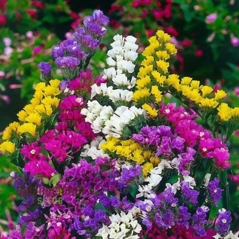 Statice Pacific Mixed Color Flower Seeds - Diverse And Vibrant Blooms For Beautiful Bouquets