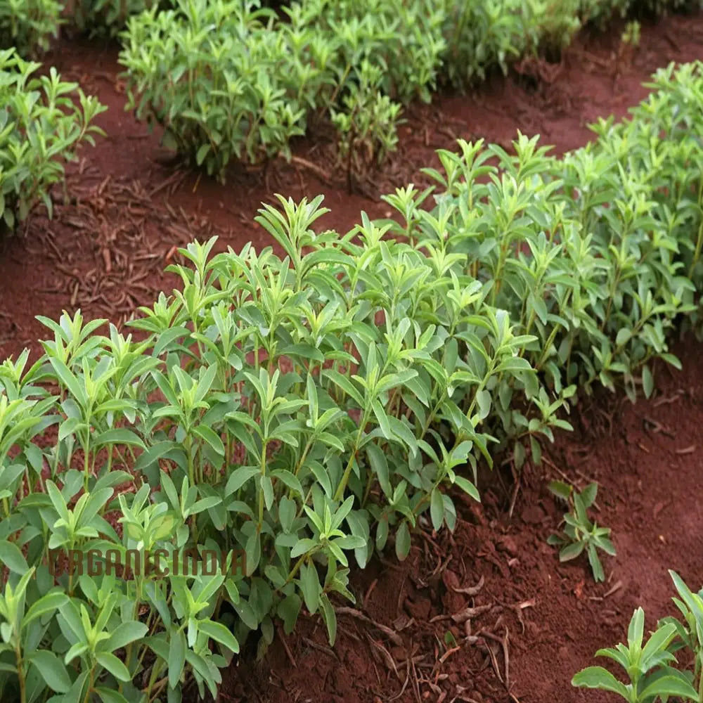 Stevia Planting Seeds Sweetening Your Garden And Cultivating Culinary