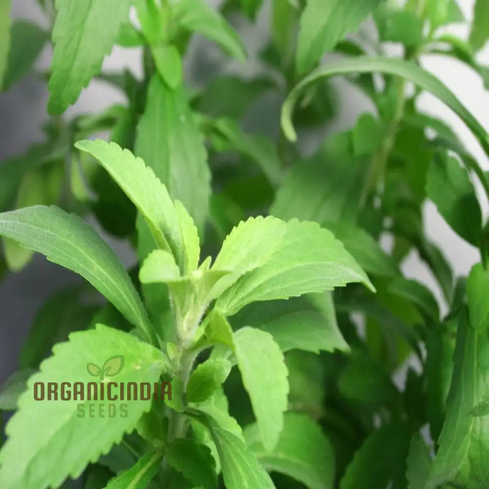 Stevia Planting Seeds Sweetening Your Garden And Cultivating Culinary