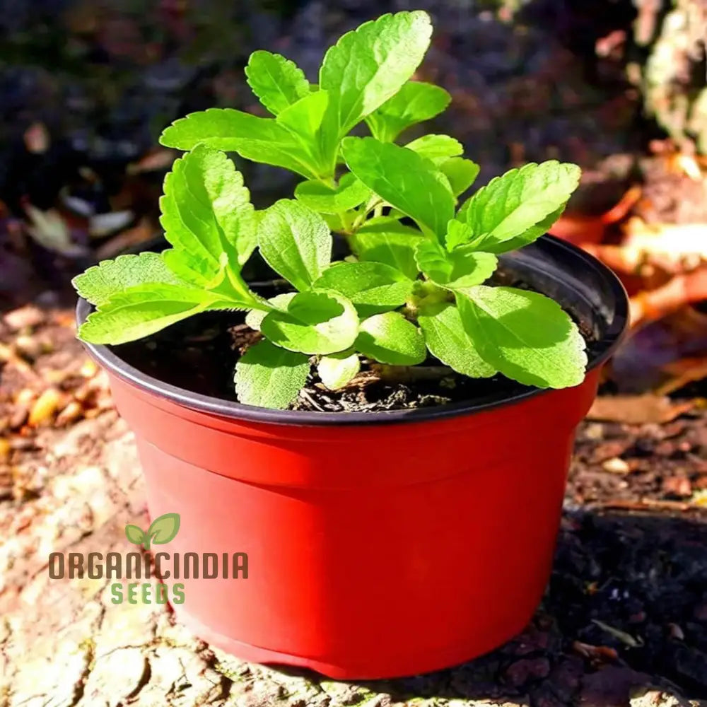 Stevia Planting Seeds Sweetening Your Garden And Cultivating Culinary