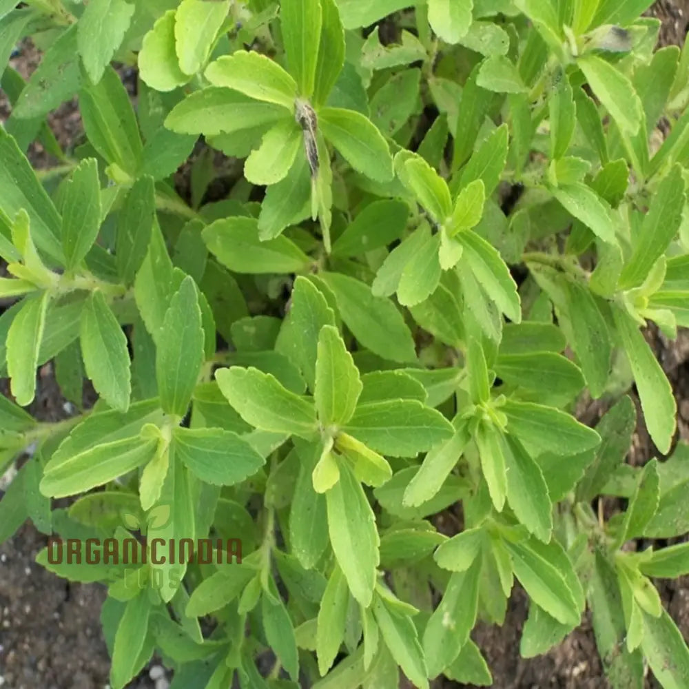 Stevia Planting Seeds Sweetening Your Garden And Cultivating Culinary