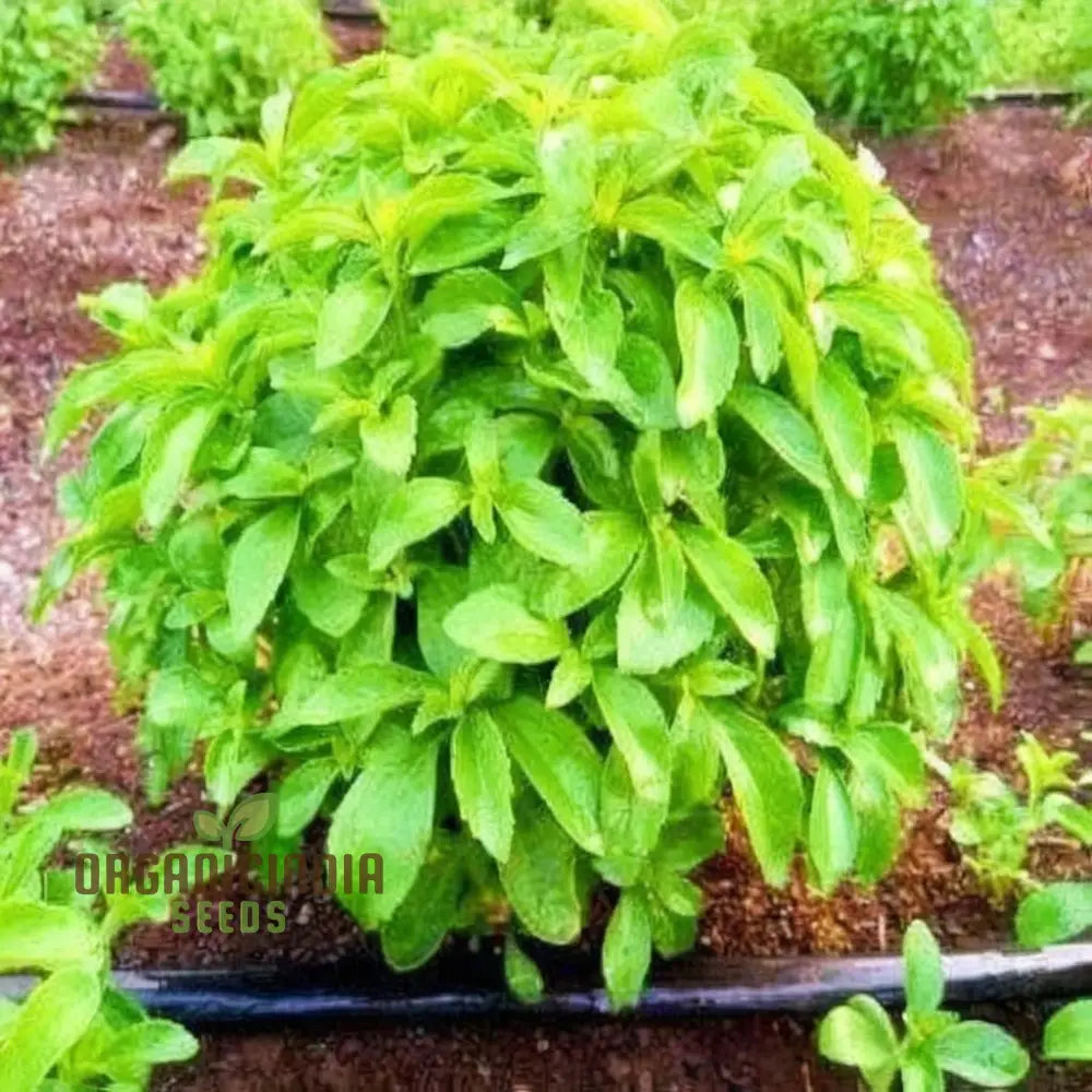 Stevia Planting Seeds Sweetening Your Garden And Cultivating Culinary