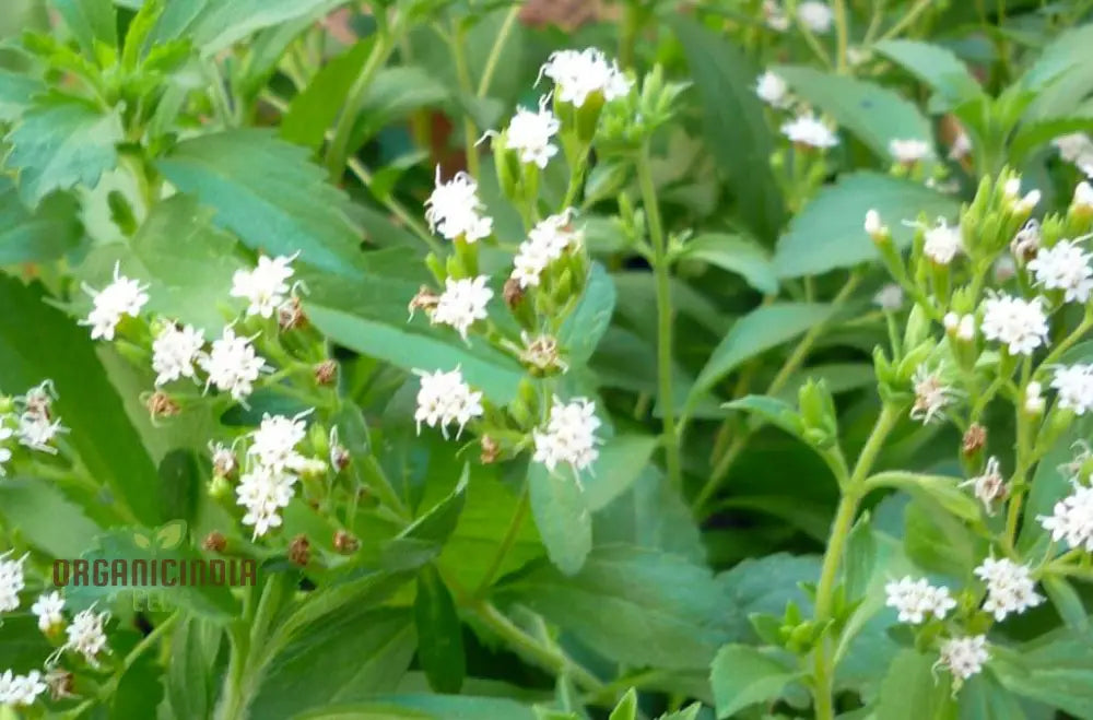 Stevia Sweetie Star Seeds Premium Quality For Gardening Perfect Growing Your Own Natural Sweetener