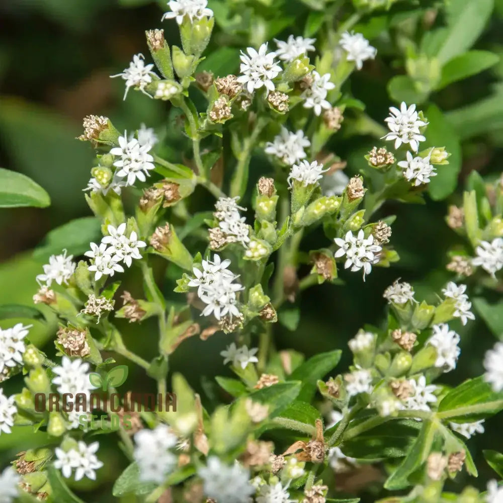 Stevia Sweetie Star Seeds Premium Quality For Gardening Perfect Growing Your Own Natural Sweetener