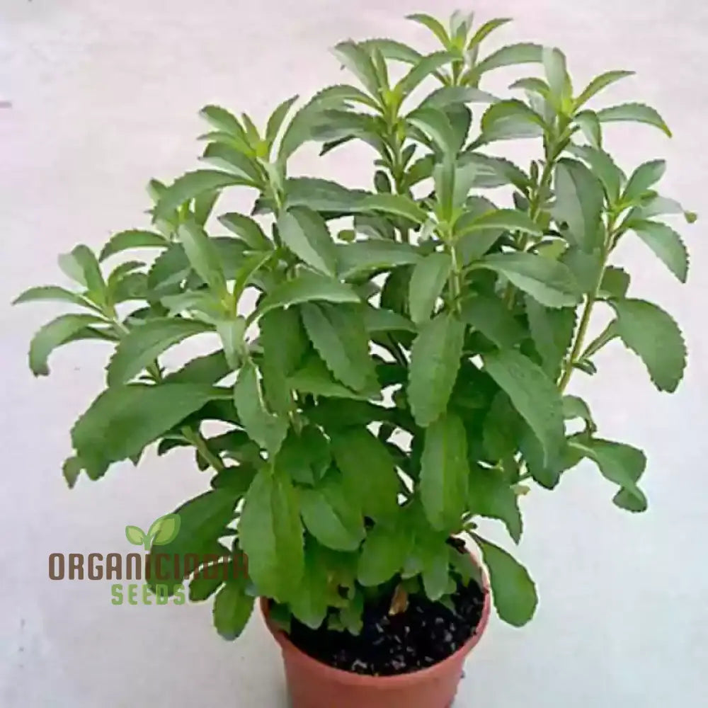 Stevia Sweetie Star Seeds Premium Quality For Gardening Perfect Growing Your Own Natural Sweetener