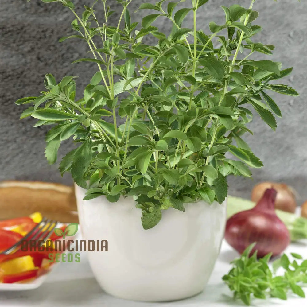 Stevia Sweetie Star Seeds Premium Quality For Gardening Perfect Growing Your Own Natural Sweetener