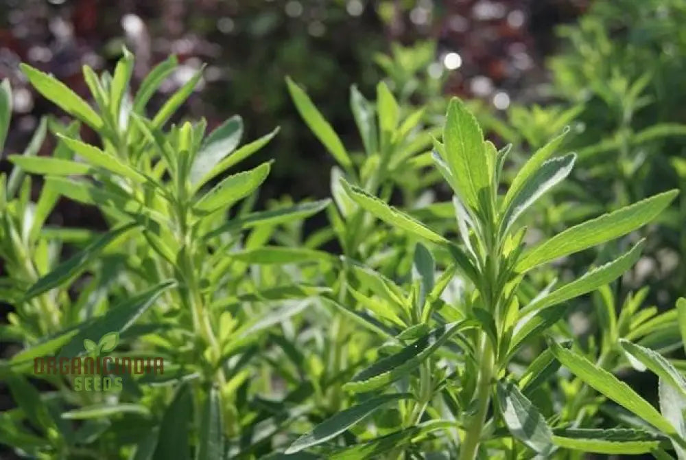 Stevia Sweetie Star Seeds Premium Quality For Gardening Perfect Growing Your Own Natural Sweetener