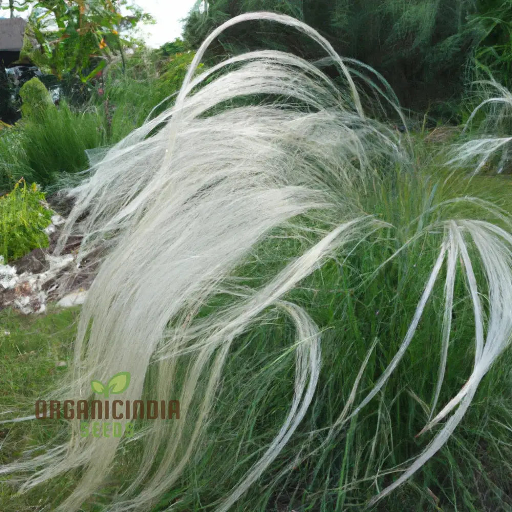 Stipa Barbata Silver Feather Seeds For Elegant Ornamental Grass In Your Garden