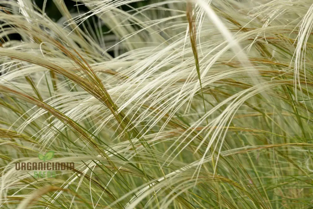 Stipa Barbata Silver Feather Seeds For Elegant Ornamental Grass In Your Garden