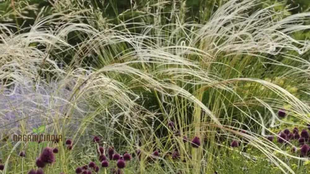 Stipa Barbata Silver Feather Seeds For Elegant Ornamental Grass In Your Garden