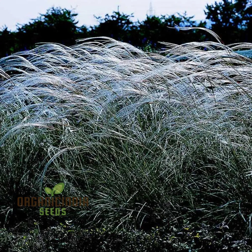 Stipa Barbata Silver Feather Seeds For Elegant Ornamental Grass In Your Garden