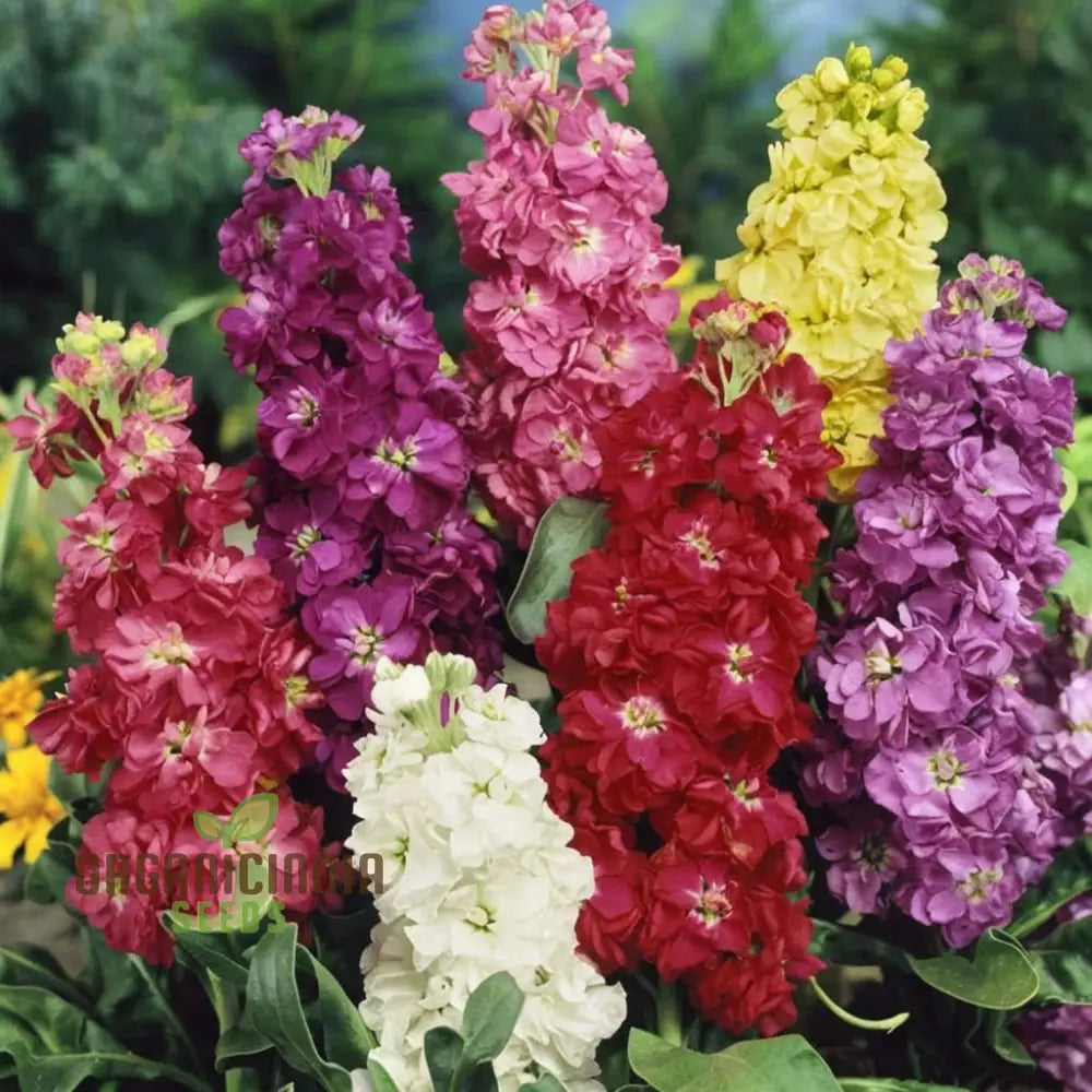 Stock Dbl Mixed Flower Seeds – Elevate Your Gardening With A Stunning Array Of Fragrant Double