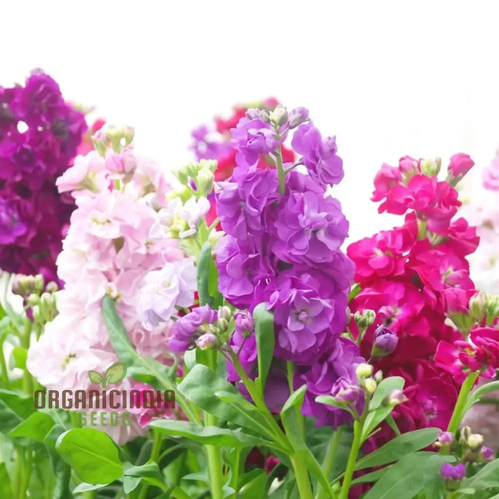 Stock Dbl Mixed Flower Seeds â€“ Elevate Your Gardening With A Stunning Array Of Fragrant Double