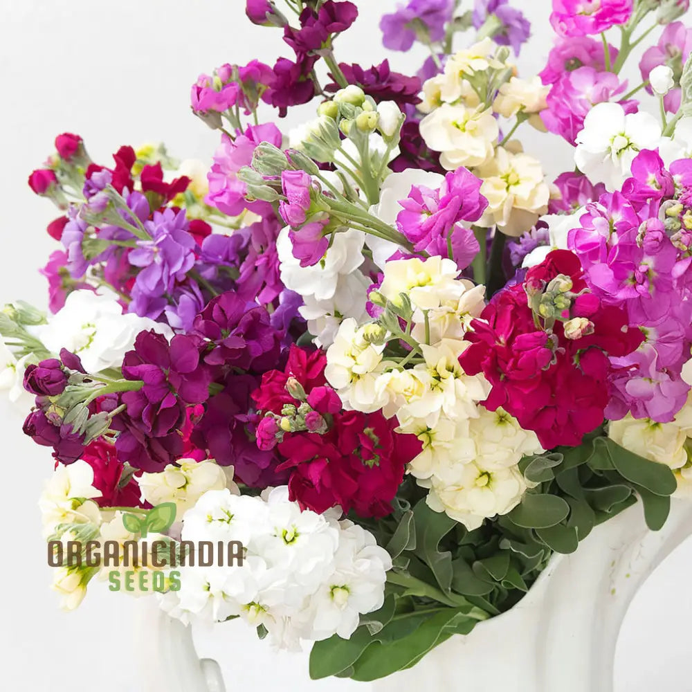 Stock Dbl Mixed Flower Seeds – Elevate Your Gardening With A Stunning Array Of Fragrant Double