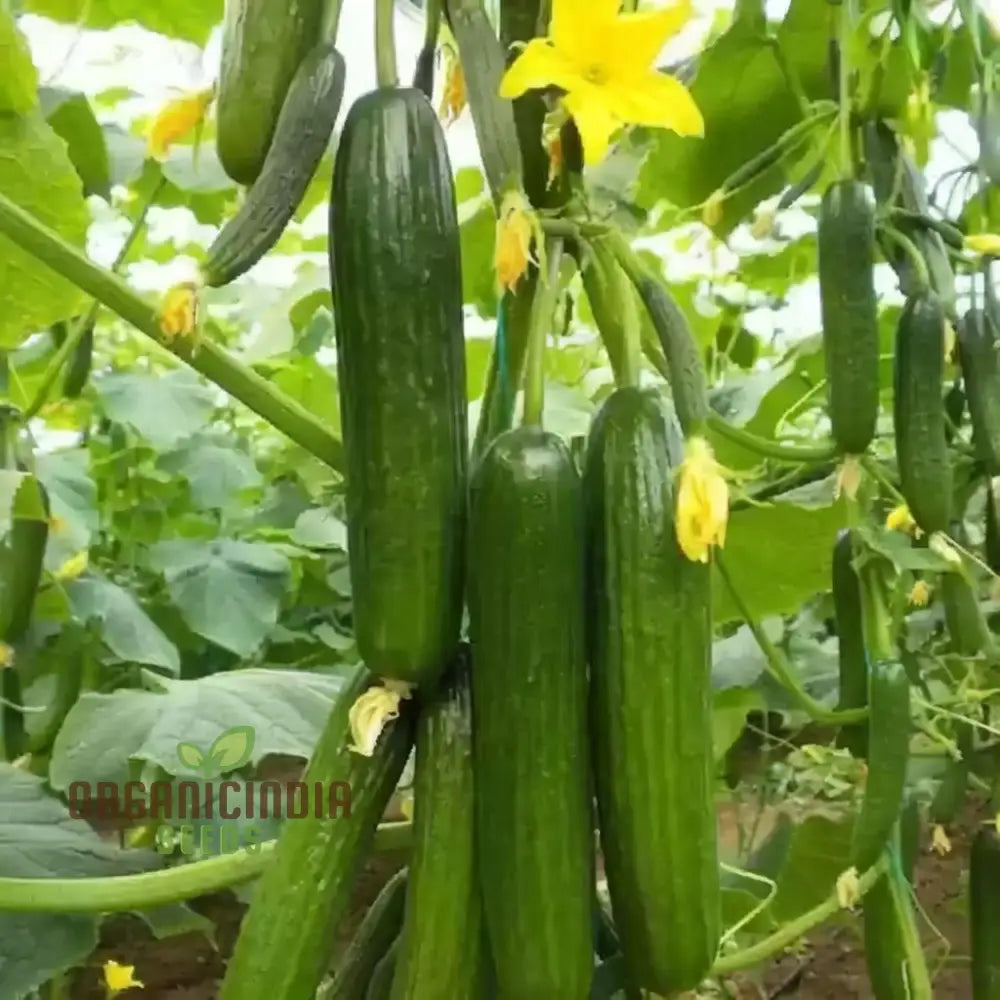 Straight Eight Cucumber Seeds – Elevate Your Gardening With High-Yield Flavorful Vegetables