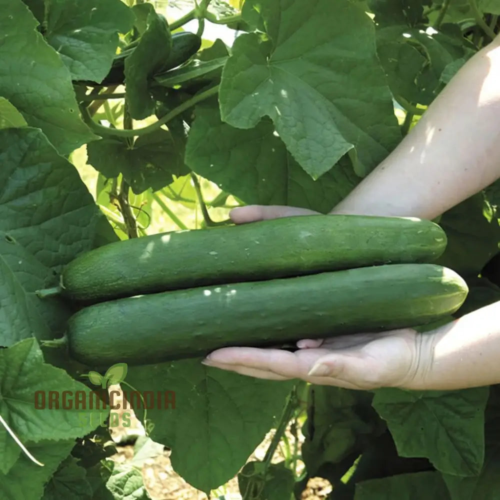 Straight Eight Cucumber Seeds – Elevate Your Gardening With High-Yield Flavorful Vegetables