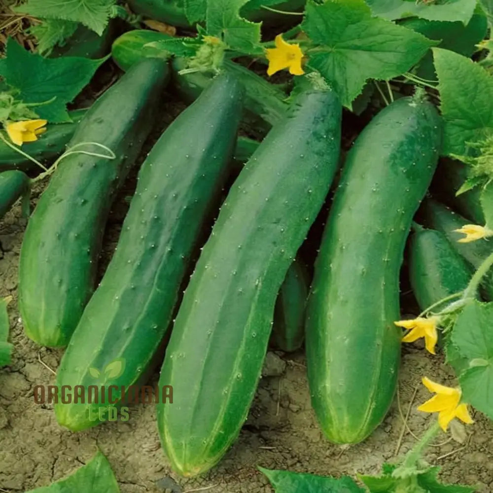 Straight Eight Cucumber Seeds – Elevate Your Gardening With High-Yield Flavorful Vegetables