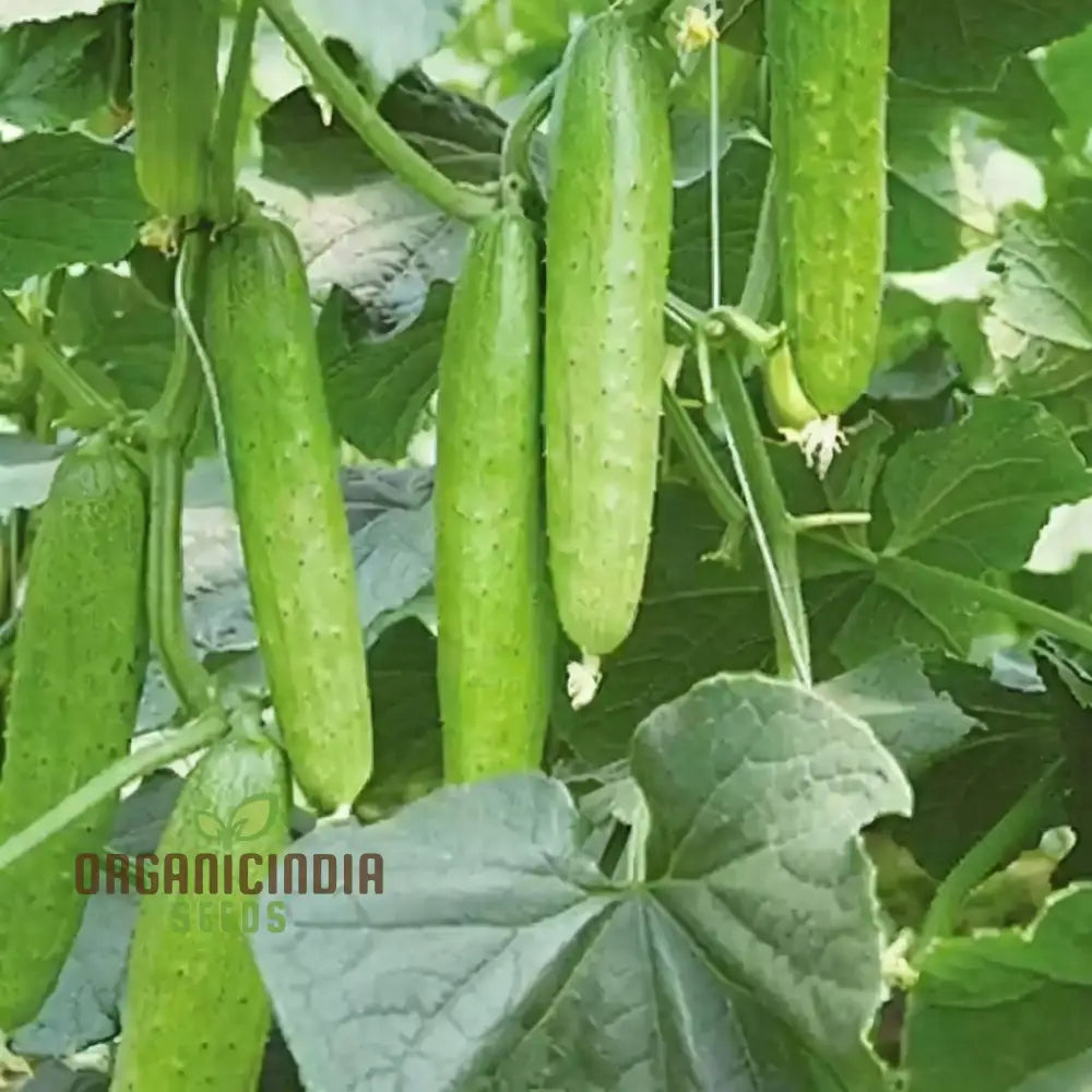 Straight Eight Cucumber Seeds – Elevate Your Gardening With High-Yield Flavorful Vegetables