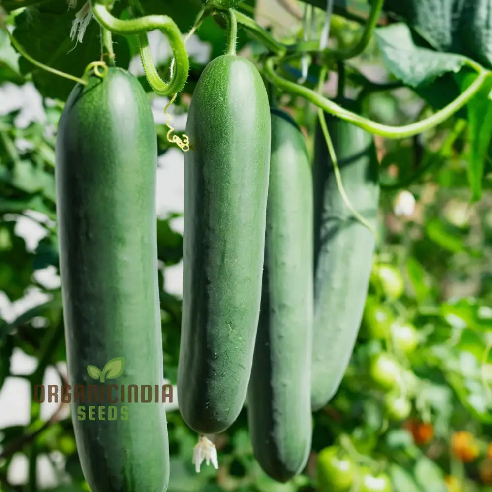 Straight Eight Cucumber Seeds – Elevate Your Gardening With High-Yield Flavorful Vegetables