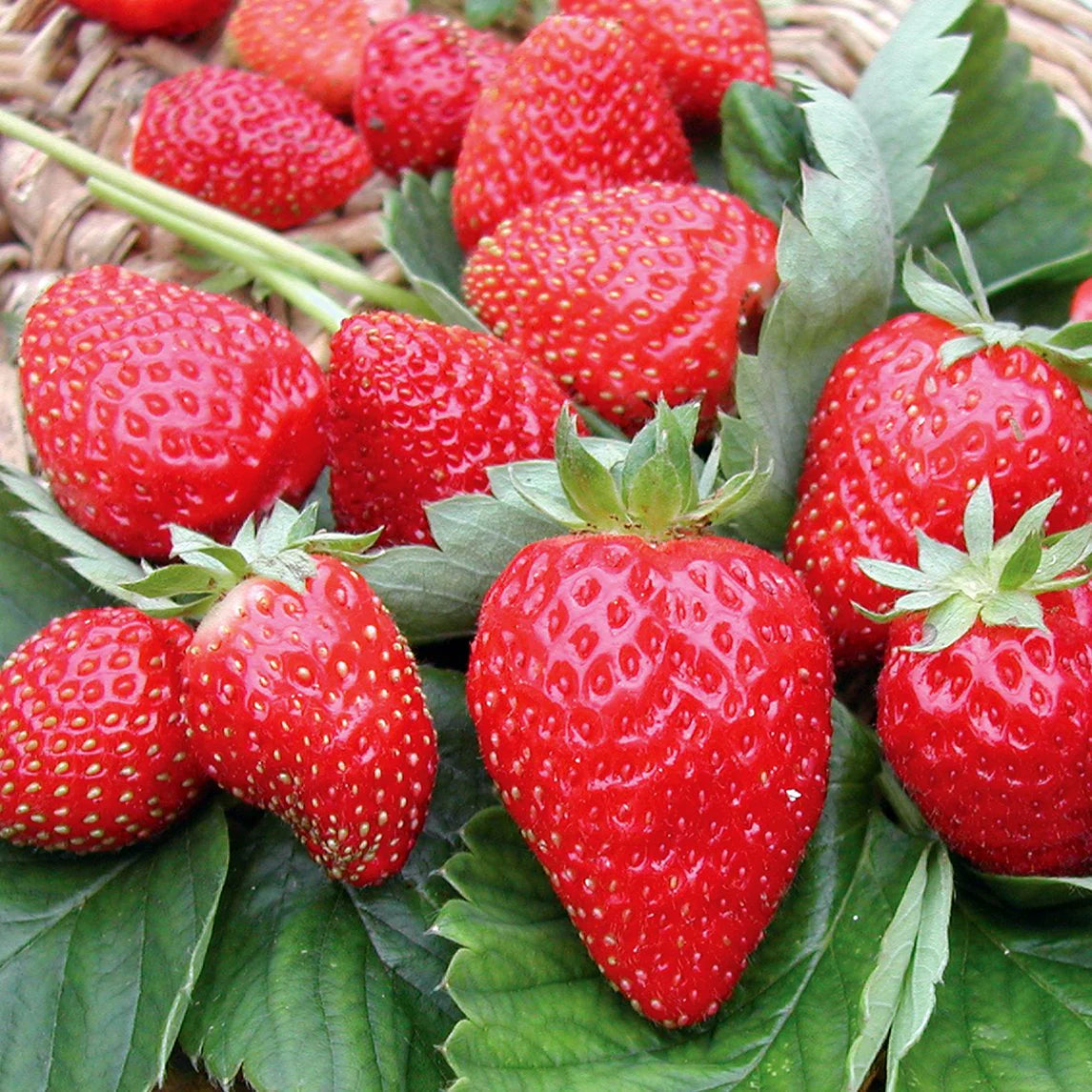 Allstar Strawberry Seeds for Planting – Sweet, Juicy & High-Yield Berries