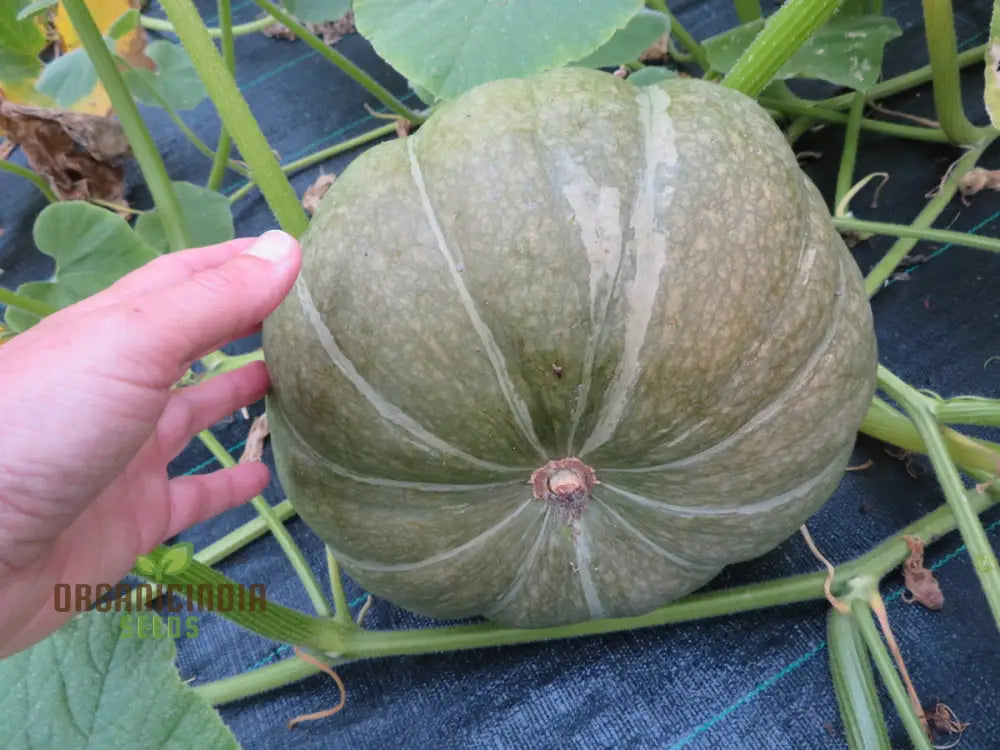 Strawberry Crown Squash Seeds - Grow Flavorful And Unique In Your Garden