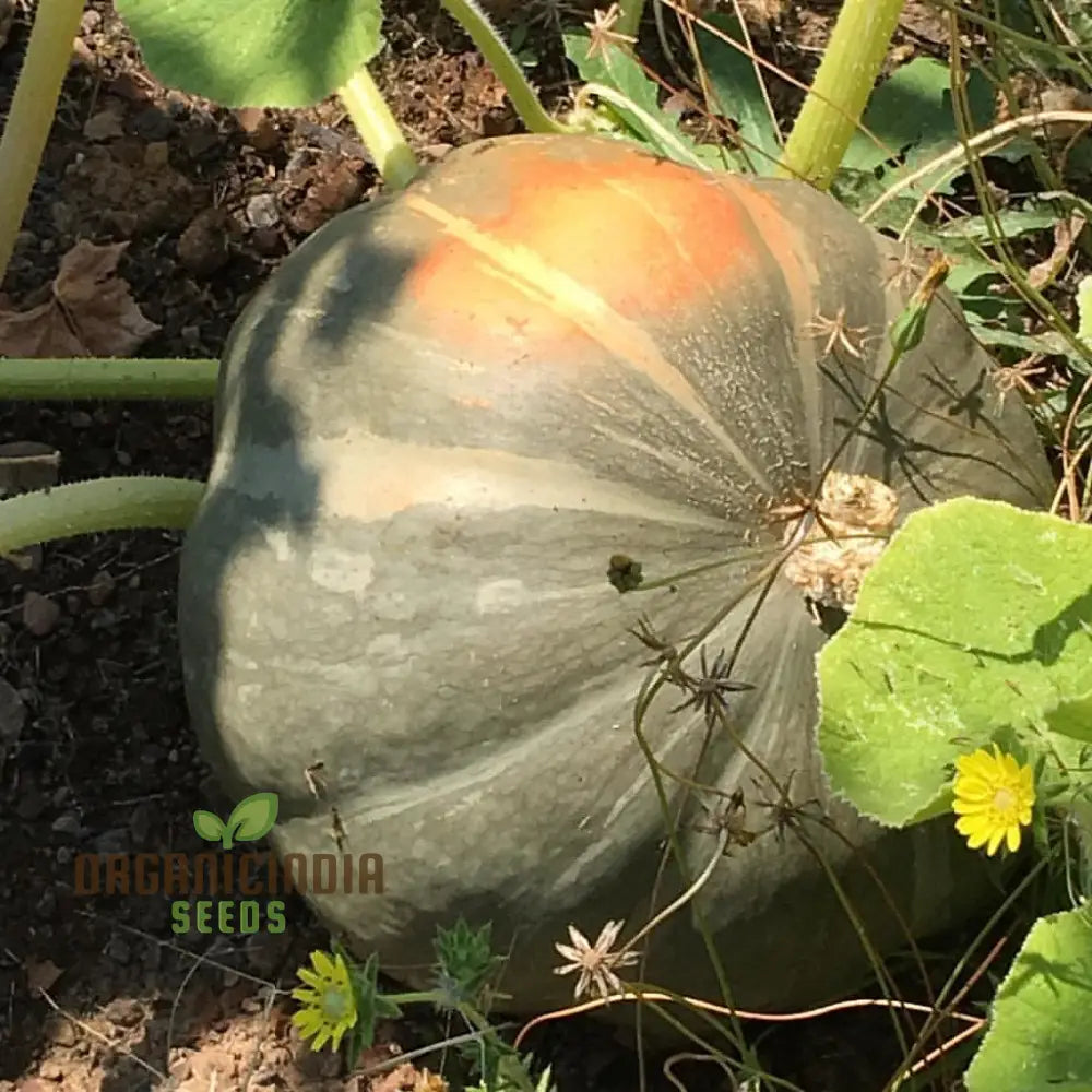 Strawberry Crown Squash Seeds - Grow Flavorful And Unique In Your Garden