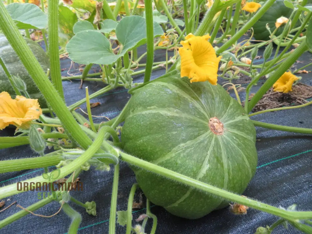 Strawberry Crown Squash Seeds - Grow Flavorful And Unique In Your Garden