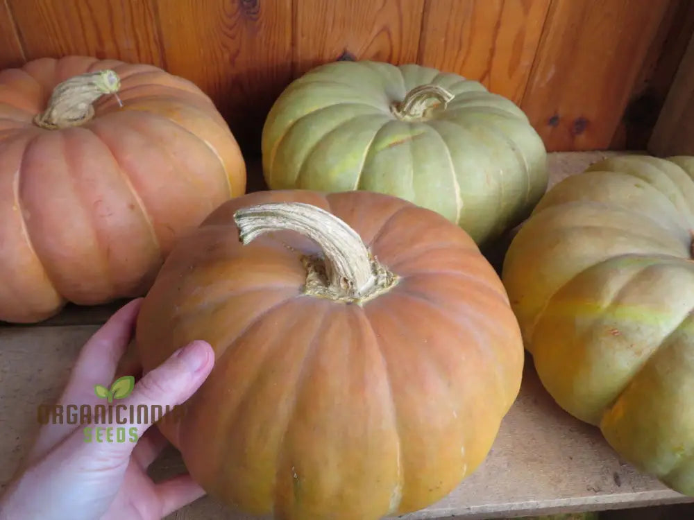 Strawberry Crown Squash Seeds - Grow Flavorful And Unique In Your Garden