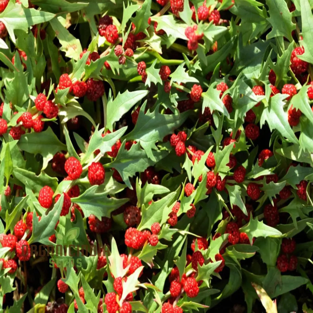 Strawberry Spinach (Chenopodium Capitatum) Seeds – Elevate Your Gardening With Nutritious And