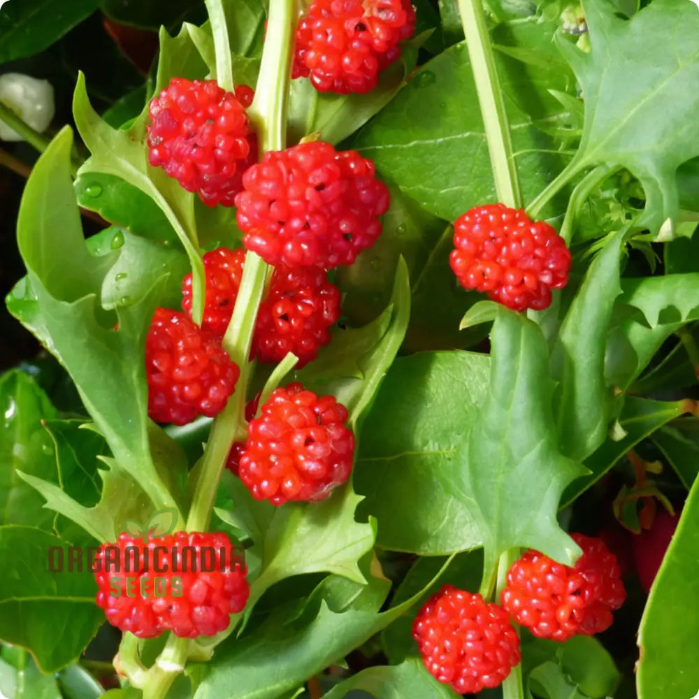 Strawberry Spinach (Chenopodium Capitatum) Seeds â€“ Elevate Your Gardening With Nutritious And