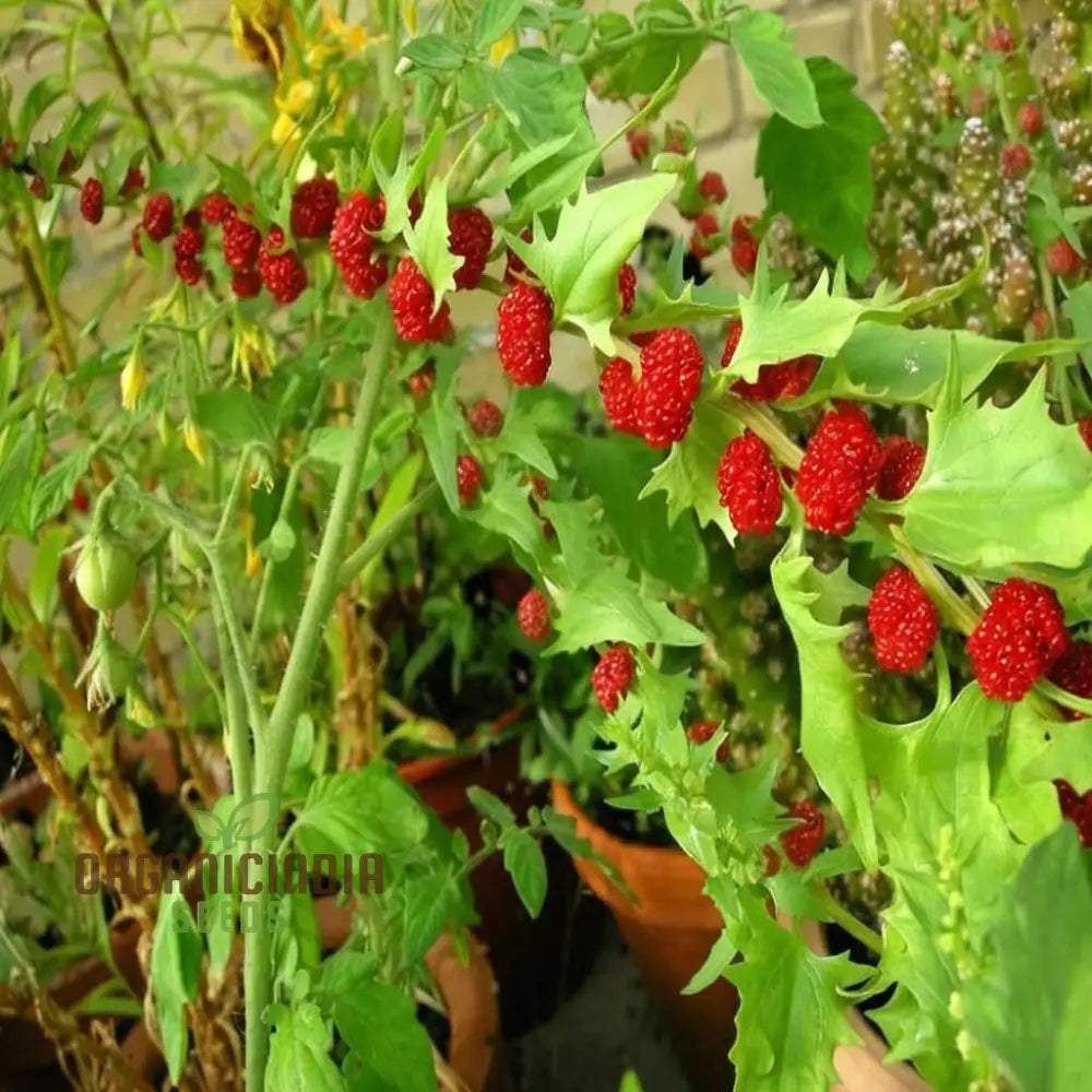 Strawberry Spinach (Chenopodium Capitatum) Seeds – Elevate Your Gardening With Nutritious And