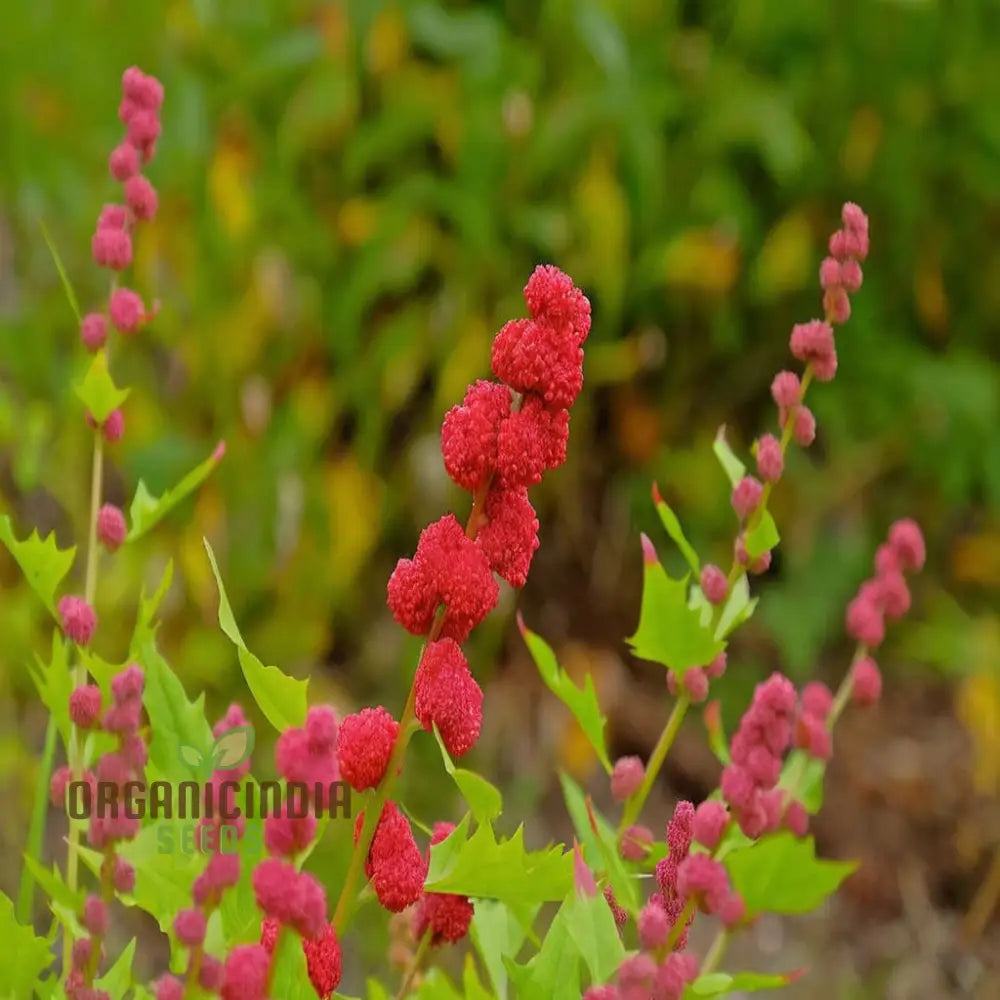 Strawberry Spinach (Chenopodium Capitatum) Seeds – Elevate Your Gardening With Nutritious And