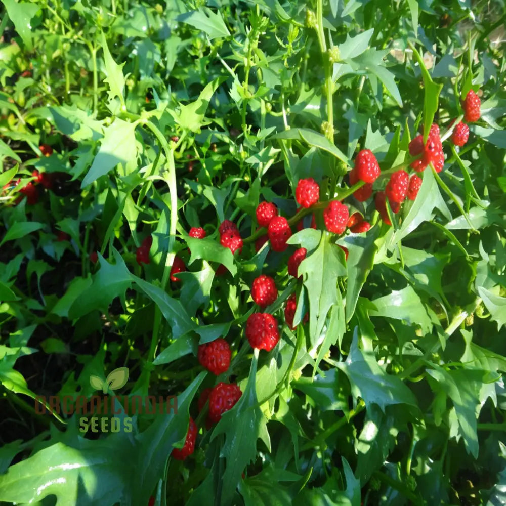 Strawberry Spinach (Chenopodium Capitatum) Seeds – Elevate Your Gardening With Nutritious And