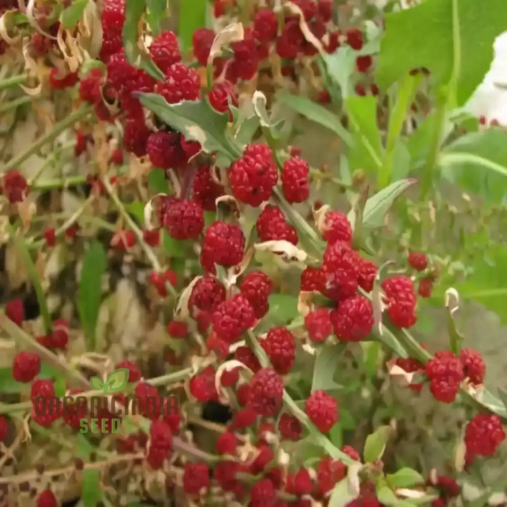 Strawberry Spinach (Chenopodium Capitatum) Seeds – Elevate Your Gardening With Nutritious And