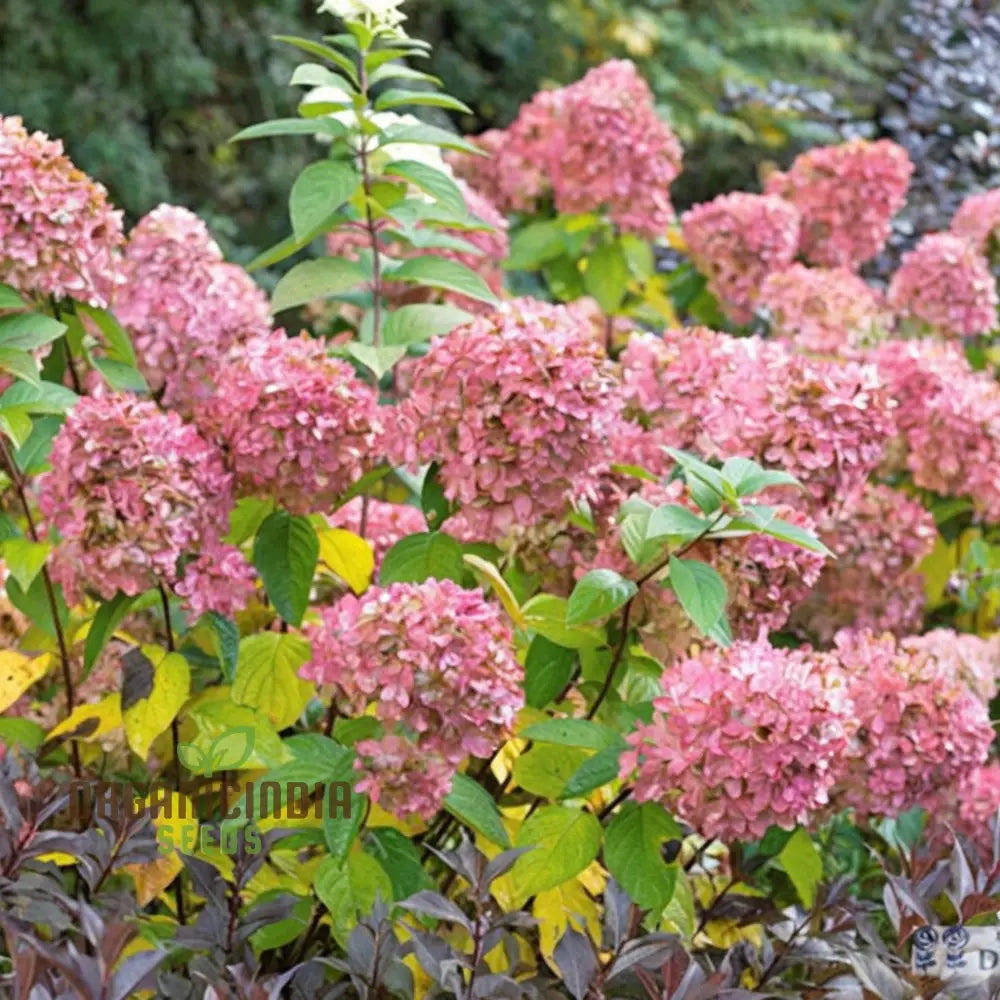 Strawberry Sundae Hydrangea Seeds – Elevate Your Gardening Experience With Lush Creamy-Pink Blooms