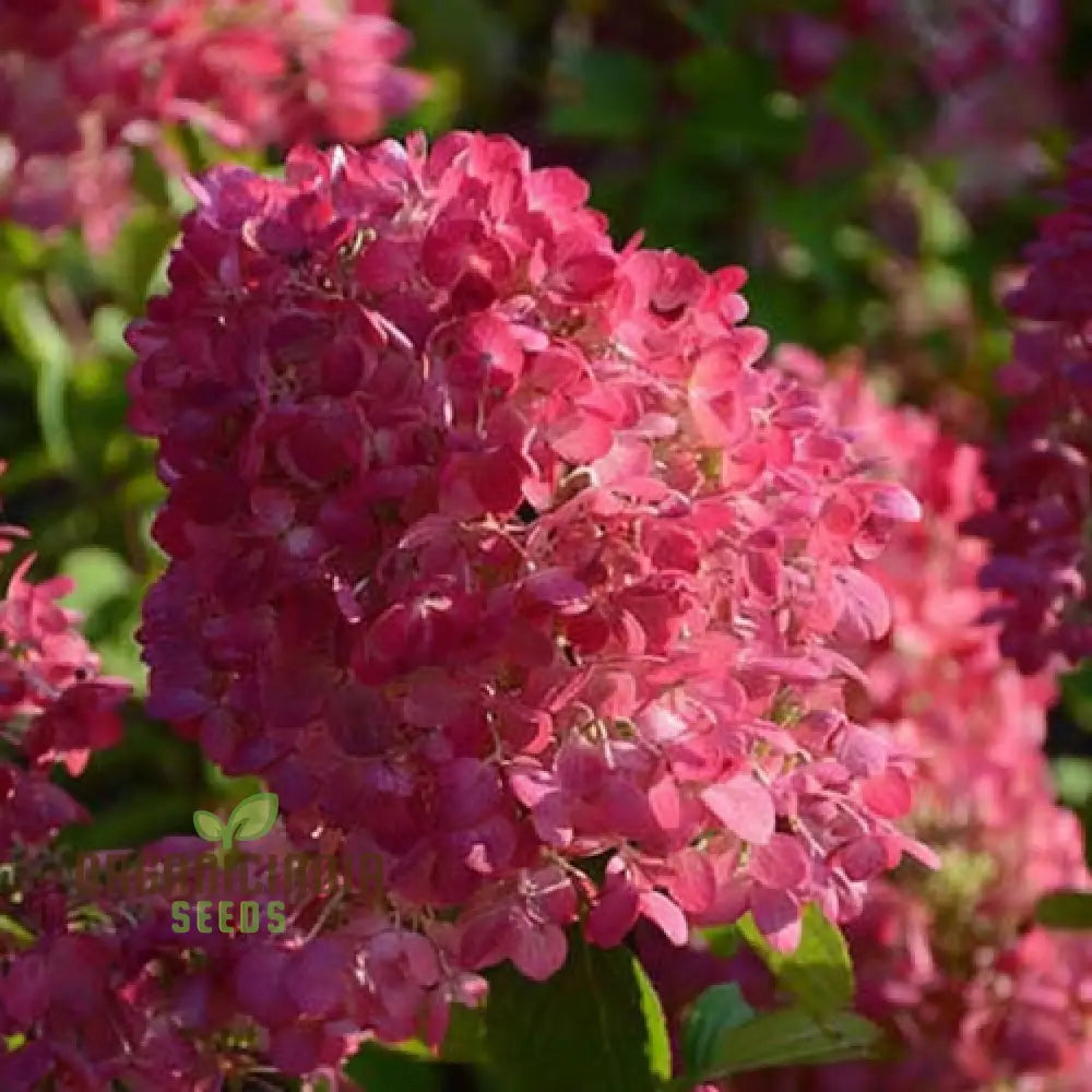 Strawberry Sundae Hydrangea Seeds – Elevate Your Gardening Experience With Lush Creamy-Pink Blooms