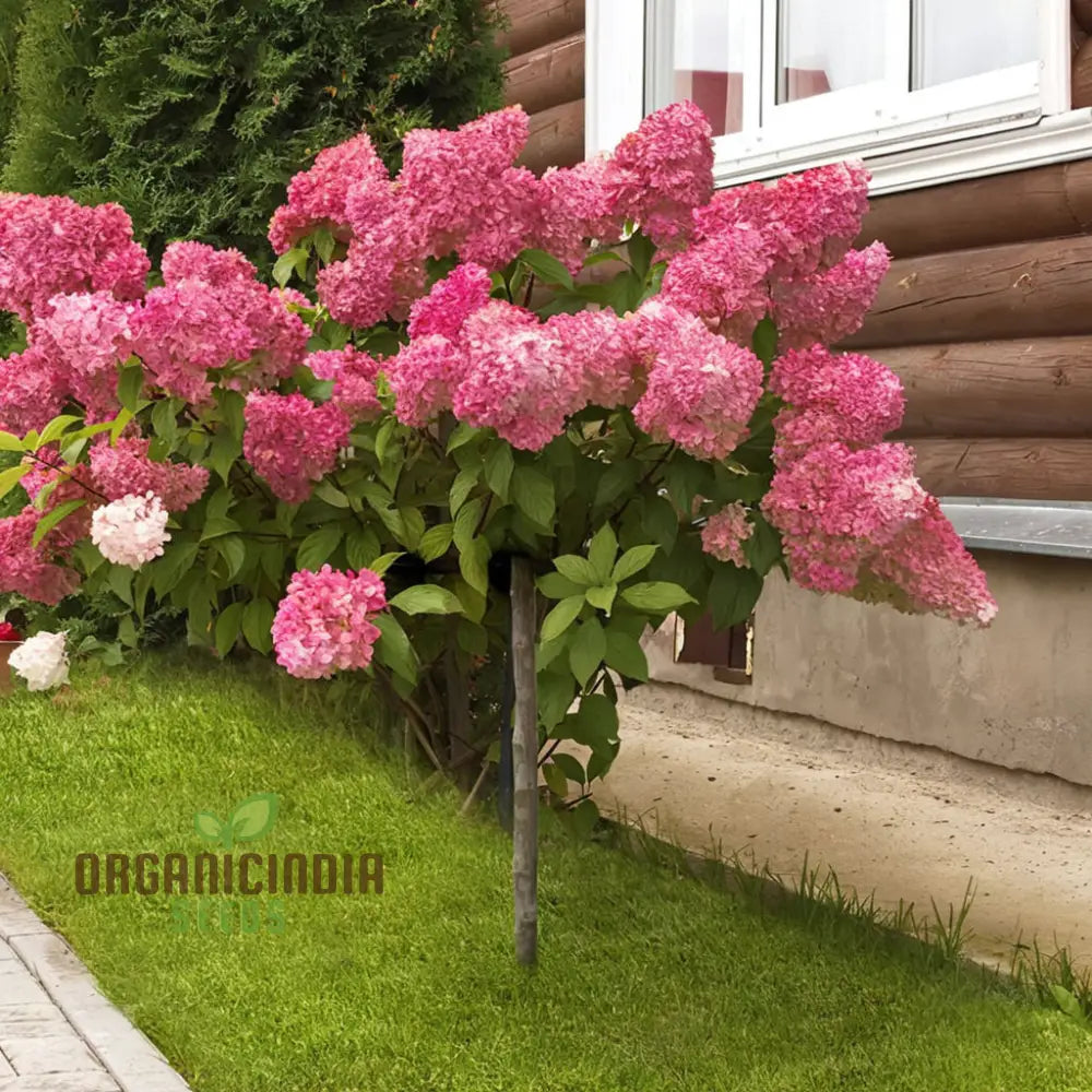 Strawberry Sundae Hydrangea Seeds â€“ Elevate Your Gardening Experience With Lush Creamy-Pink Blooms