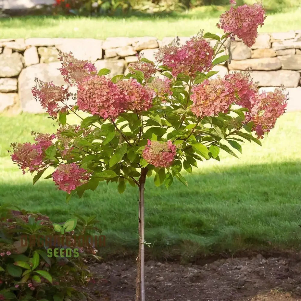 Strawberry Sundae Hydrangea Seeds â€“ Elevate Your Gardening Experience With Lush Creamy-Pink Blooms