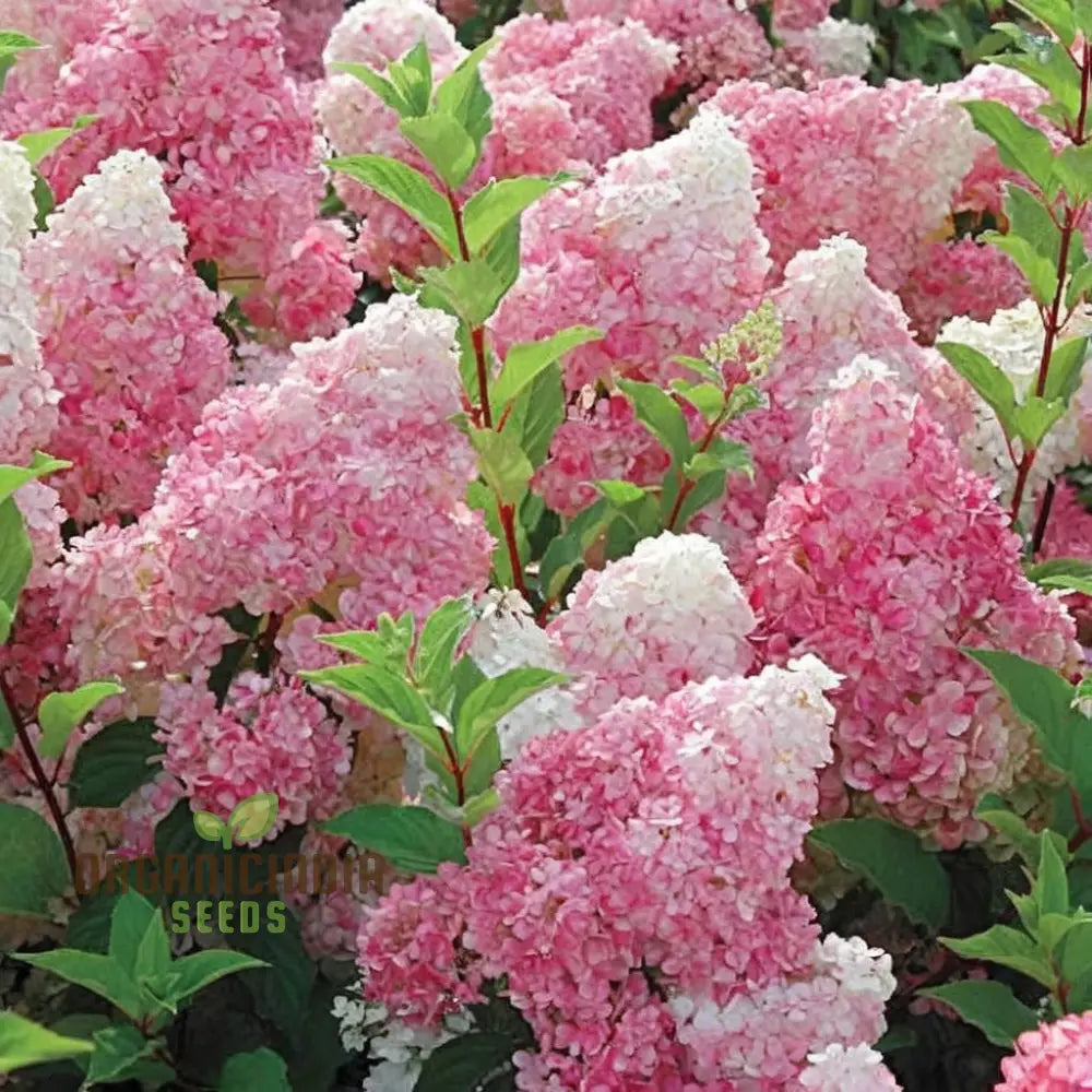 Strawberry Sundae Hydrangea Seeds – Elevate Your Gardening Experience With Lush Creamy-Pink Blooms