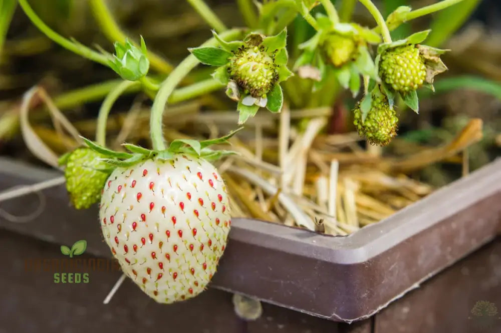 Strawberry ’White Delight’ Seeds – Premium Gardening For Your Garden