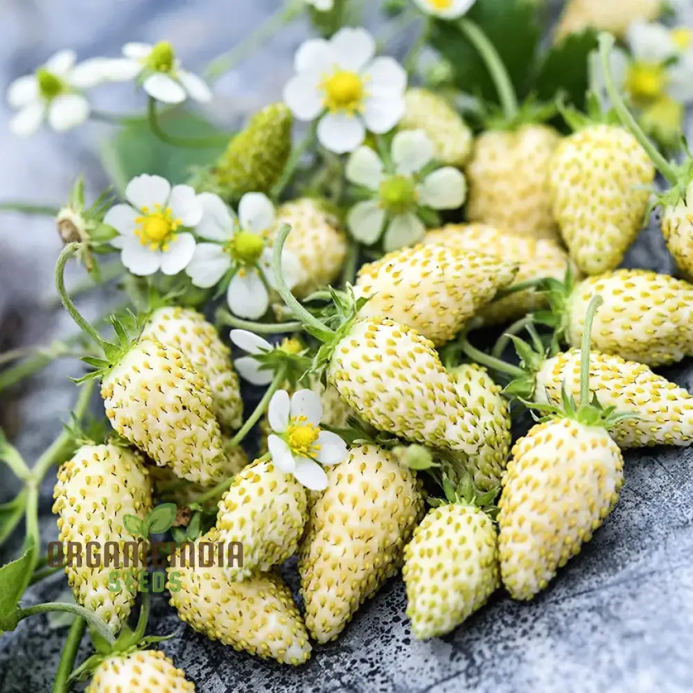 Strawberry ’White Delight’ Seeds – Premium Gardening For Your Garden