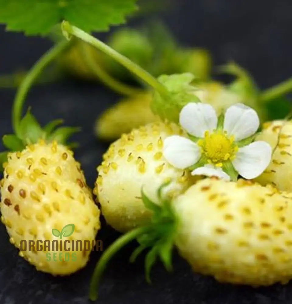 Strawberry ’White Delight’ Seeds – Premium Gardening For Your Garden