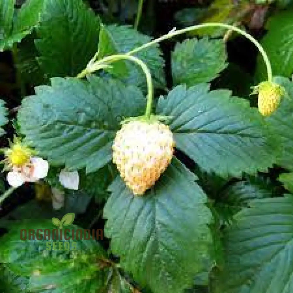 Strawberry ’White Delight’ Seeds – Premium Gardening For Your Garden