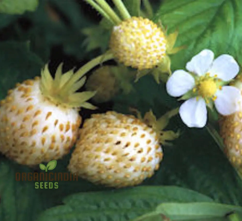 Strawberry ’White Delight’ Seeds – Premium Gardening For Your Garden