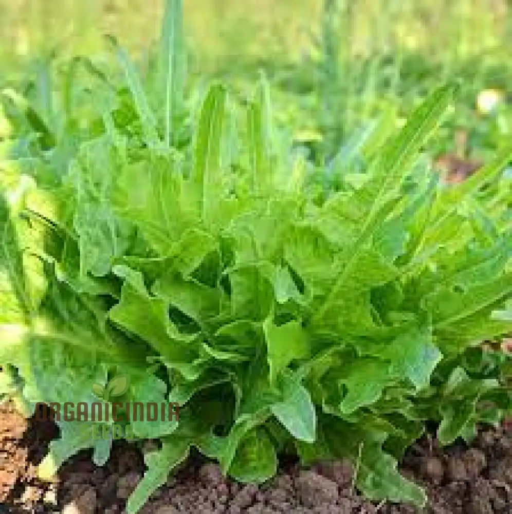 Strela Green Lettuce Seeds: Premium Quality For Vibrant Gardening Success