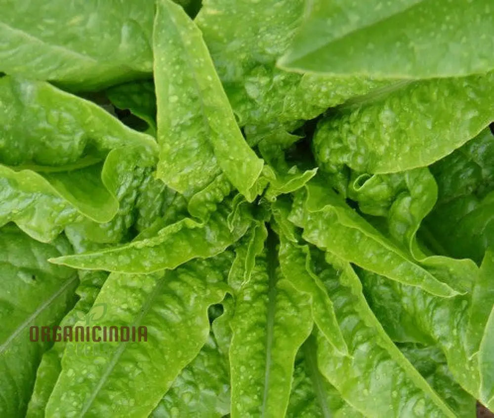 Strela Green Lettuce Seeds: Premium Quality For Vibrant Gardening Success