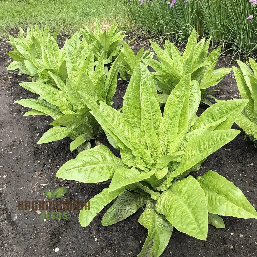 Strela Green Lettuce Seeds: Premium Quality For Vibrant Gardening Success